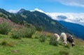 Herd of sheep in the mountains on a grassy terrain.