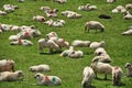 Herd of sheep in the mountains Royalty Free Stock Photo