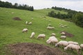 Herd of sheep in the mountains - The Tatra Mountains