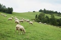 Herd of sheep in the mountains - The Tatra Mountains