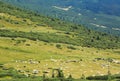A herd of sheep in the mountains. View from the Carpathian path to the top of the Goverla. Location of the Carpathians Royalty Free Stock Photo