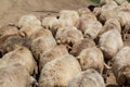 Herd of sheep