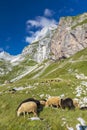 herd of sheep near Mangart, Triglav national park, Slovenia Royalty Free Stock Photo