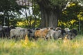 Herd of sheep outside in nature, organic wool production