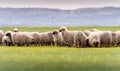 Herd of sheep on pasture - meadow in spring Royalty Free Stock Photo