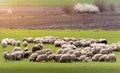 Herd of sheep on pasture - meadow in spring