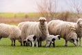 Herd of sheep on pasture - meadow in spring Royalty Free Stock Photo