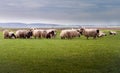 Herd of sheep on pasture - meadow in spring