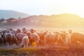A herd of sheep on pastures at sunset Royalty Free Stock Photo