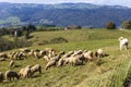 Herd of sheep with patou dogsheep in the Alps in France. Royalty Free Stock Photo