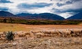 Herd of sheep in Peru Royalty Free Stock Photo