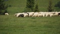 A herd of sheep and rams grazing on the grass on mountain slopes in the Polish Pieniny Mountains. Royalty Free Stock Photo