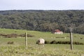 Random Sheep Farm, Fleurieu Peninsula, South Australia Royalty Free Stock Photo