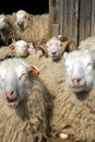 Herd of sheep resting