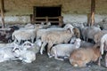 A herd of sheep resting in his paddock. Livestock farm, flock of sheep