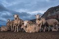 A Herd of sheep resting