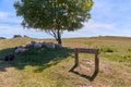 Herd of sheep resting in shade of a tree by the Geographical Nodal Point on Bornholm island, Denmark