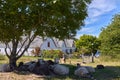 Herd of sheep resting in shade of a tree by the Geographical Nodal Point on Bornholm island, Denmark