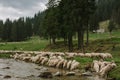 Herd of sheep on the river Royalty Free Stock Photo