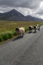 Herd of sheep on a road in Connemara national park, Ireland. Herd of sheep on a street