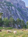 Herd of sheep by a rocky mountain in Flekkefjord, Norway