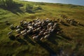 Herd of Sheep Running Across a Lush Green Meadow