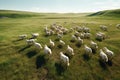 Herd of Sheep Running Across a Lush Green Meadow