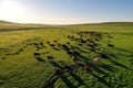 Herd of Sheep Running Across a Lush Green Meadow Royalty Free Stock Photo