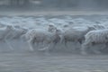 Herd of sheep running in the dust Royalty Free Stock Photo