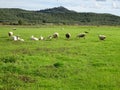 Herd of sheep running Royalty Free Stock Photo