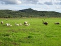 Herd of sheep running Royalty Free Stock Photo