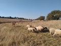 A herd of sheep running through long dry grass in front of a Llama Royalty Free Stock Photo