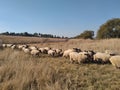 A herd of sheep running through long dry grass surrounded by grass field landscape Royalty Free Stock Photo