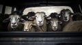 A herd of sheep is seen standing in the back of a truck, being transported by passersby in the area
