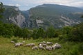 Herd of sheep at the sharp edge of canyon Verdon Royalty Free Stock Photo