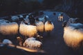 Herd sheep with shepherd group dogs on background landscape ÃÂ°lpine mountain in nature country, flock wool lamb with guard