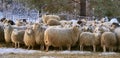 Herd of sheep skudde eat the hay meadow covered with snow. Winter on the farm Royalty Free Stock Photo