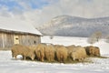 Herd of sheep skudde eating the hay meadow covered with snow Royalty Free Stock Photo