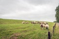 Herd of sheep on the slope of a Dutch dike