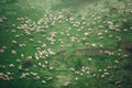 Herd of sheep in snow covered mountains. Top view Royalty Free Stock Photo
