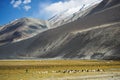 Herd of sheep and snow mountain range Ladakh ,India Royalty Free Stock Photo