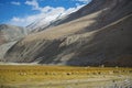 Herd of sheep and snow mountain range Ladakh ,India Royalty Free Stock Photo