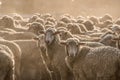 Herd of sheep standing in the dust Royalty Free Stock Photo