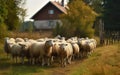 A herd of sheep standing on top of a lush green field. Generative AI Royalty Free Stock Photo