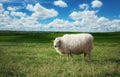 Sheep standing on top of a lush green field Royalty Free Stock Photo