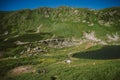 A herd of sheep standing on top of a lush green hillside