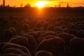 Herd of sheep at sunset Animal husbandry Sustainable organic animal husbandry concept