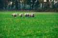 Herd of sheep walking in field. Royalty Free Stock Photo