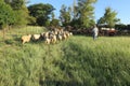 A herd of sheep walking on a green grass walkway followed by a Llama surrounded by green landscapes under a blue sky