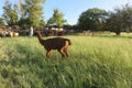 A herd of sheep walking on a green grass walkway followed by a Llama surrounded by green landscapes under a blue sky